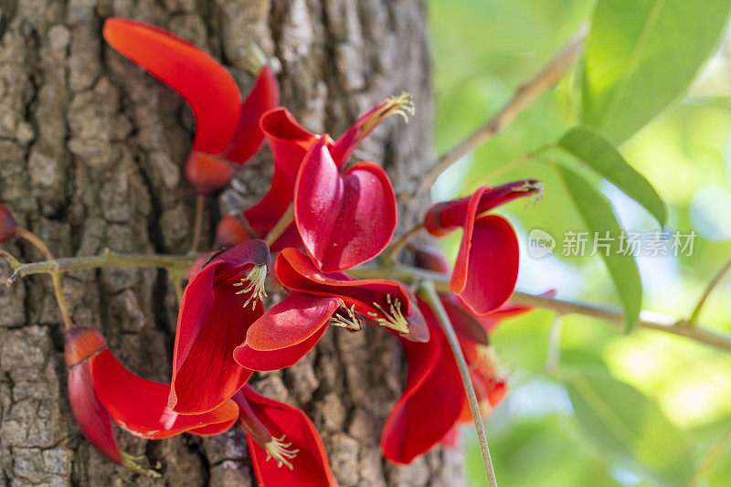 珊瑚树花-刺桐