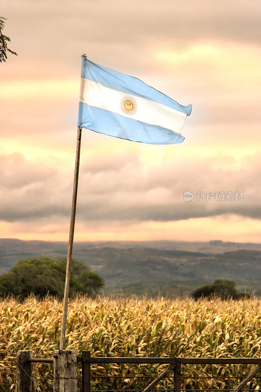 阿根廷国旗在潮湿的pampa种植玉米，Córdoba，阿根廷。