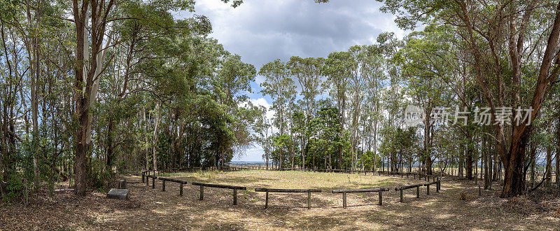 澳洲原住民波拉环在桉树林中