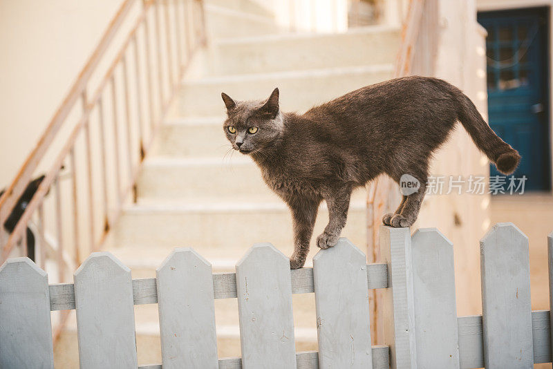 希腊圣托里尼岛，一只猫在篱笆上