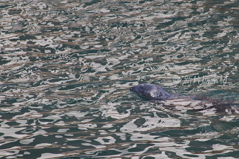 海豹在港口游泳