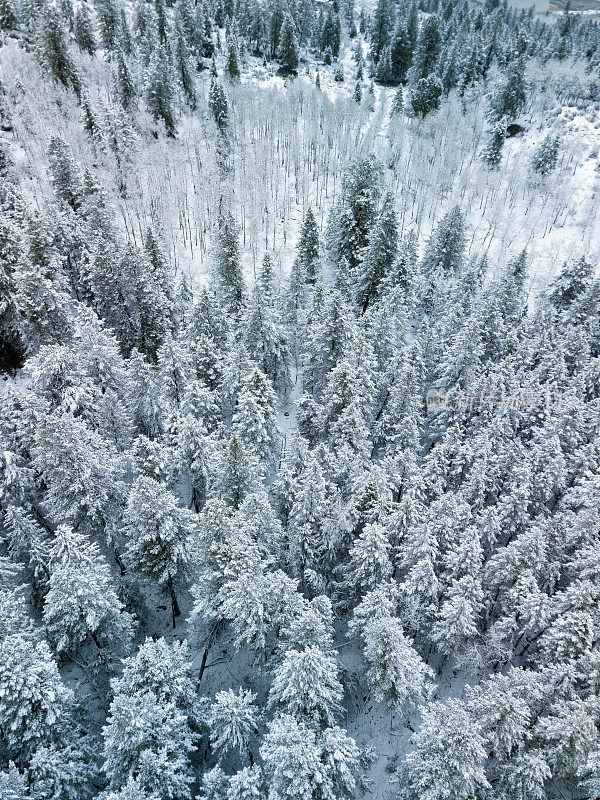 雪结霜的树新鲜的雪冬季景观空中