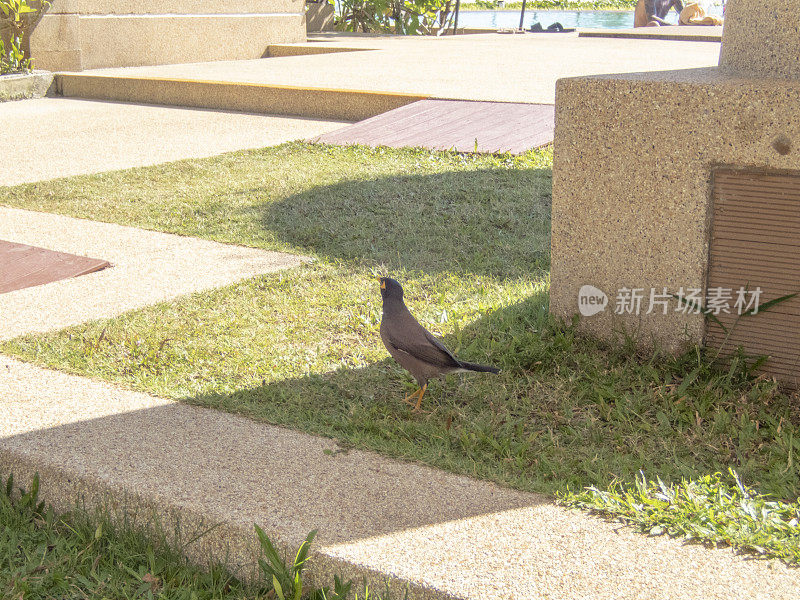 八哥在酒店院子里