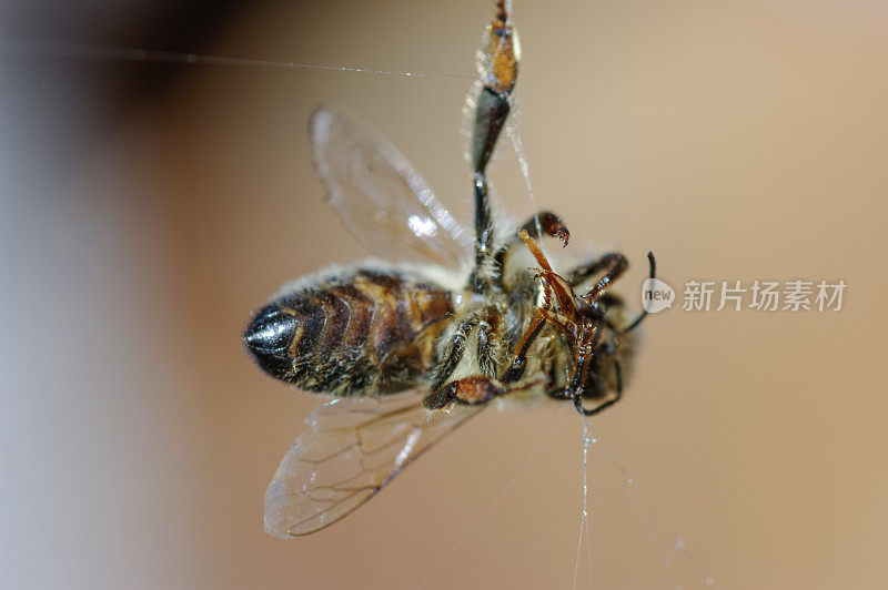 蜘蛛网里的死蜜蜂