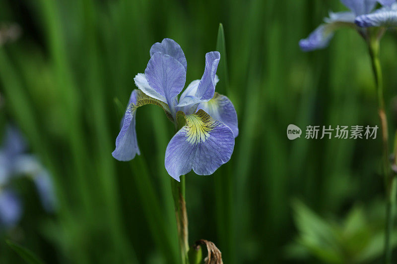 加拿大的蓝色和黄色鸢尾