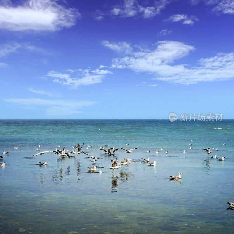 一群海鸥在清澈的海水上漂浮和飞翔