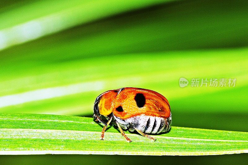 瓢虫在绿叶上。