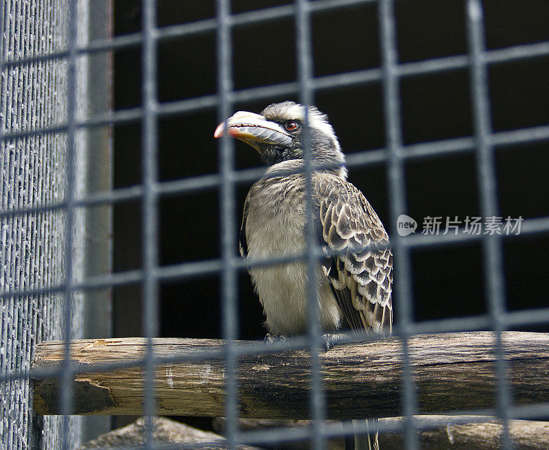 野生鸟类