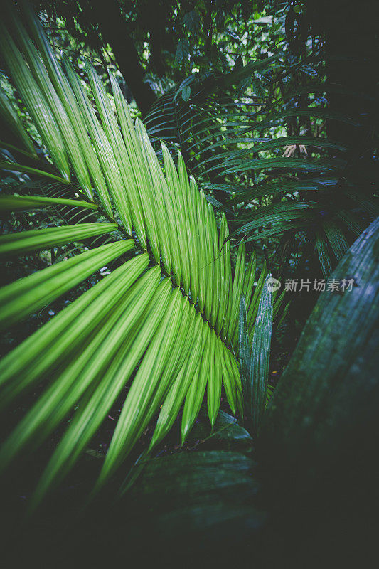 雨林中的棕榈叶