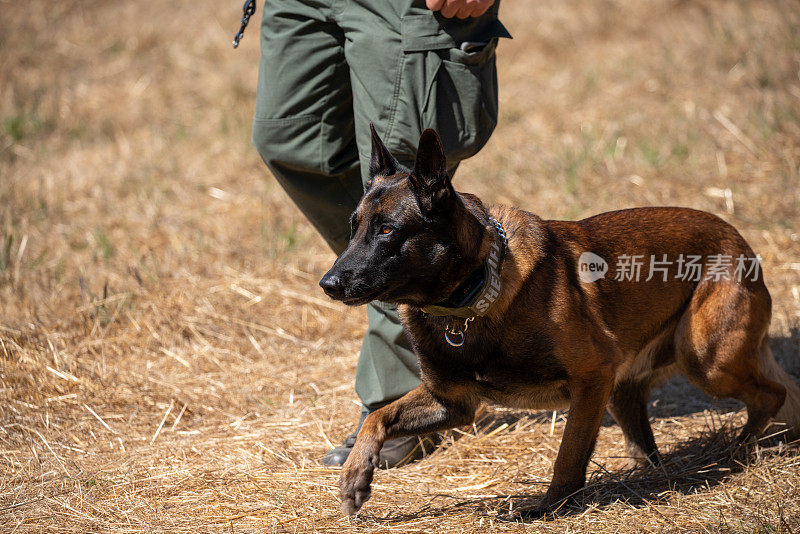 比利时玛利诺犬和k-9警官在训练中