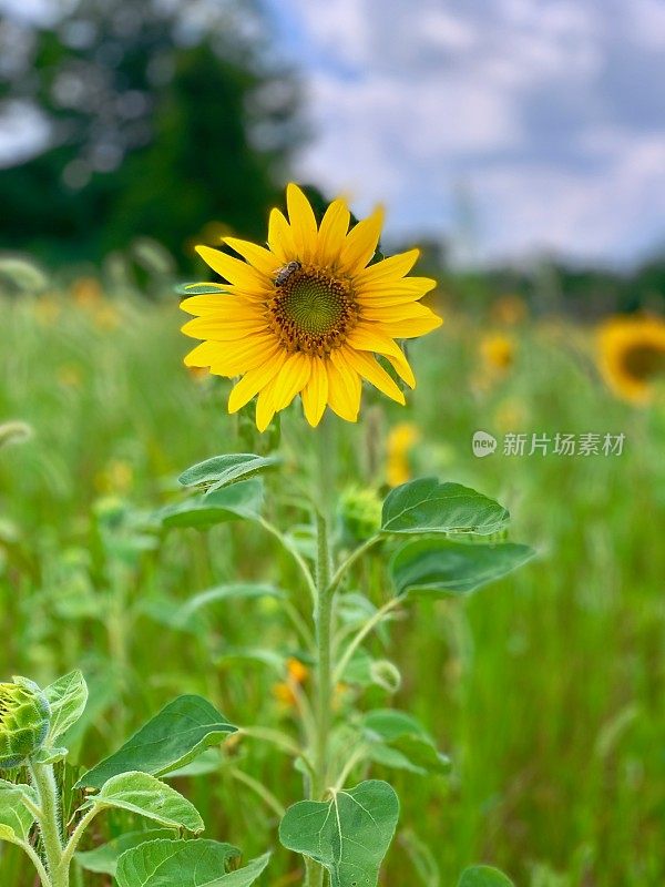 向日葵地里的蜜蜂