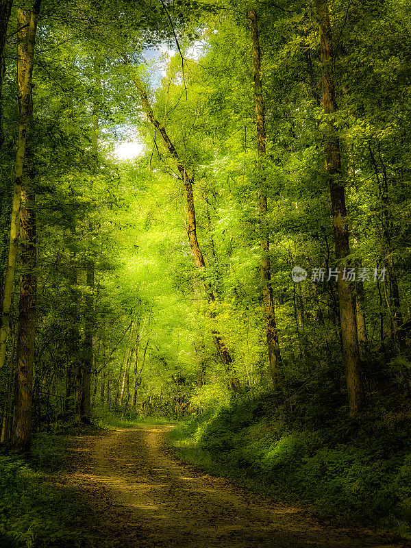 乡村道路通过烟山国家公园-夏天，软焦点