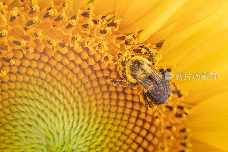 大黄蜂在向日葵上的特写