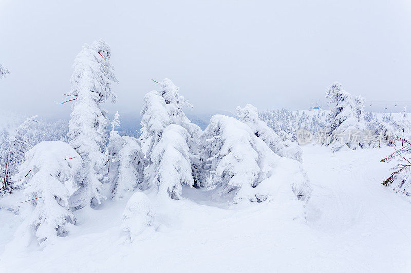 雪后冰雪覆盖的冷杉林和冬日灰蒙蒙的天空。喀尔巴阡山脉,乌克兰。