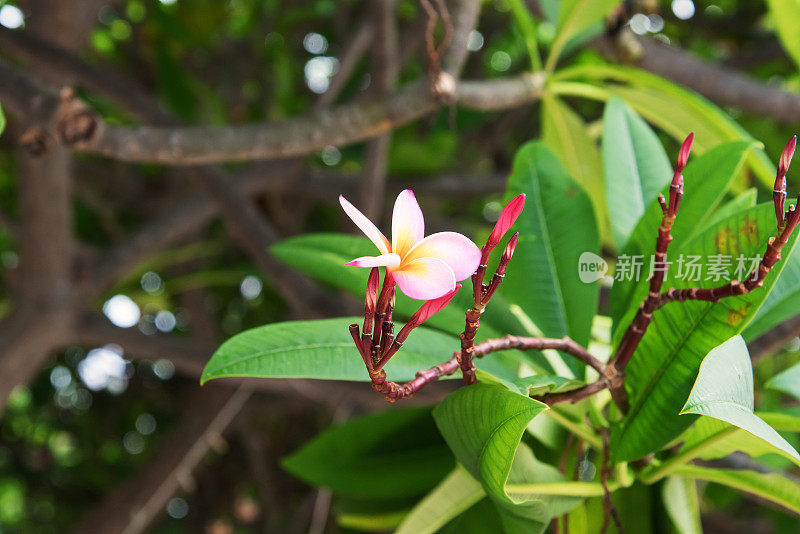 粉红色的鸡蛋花盛开，树上的叶子是绿色的