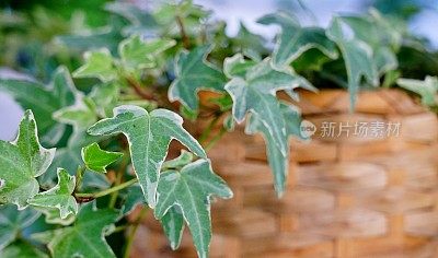 常春藤植物