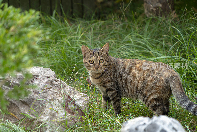 剪花猫在花园里