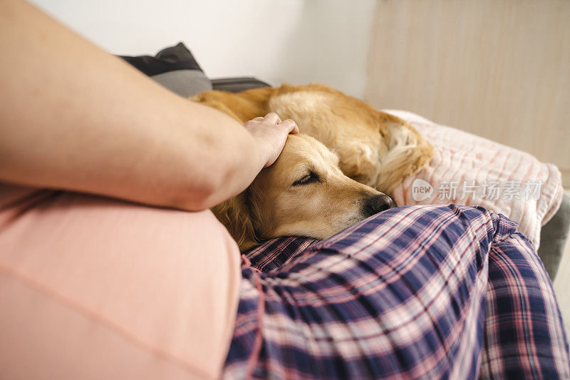 美丽人生瞬间——孕妇们在沙发上抚摸着她美丽的金毛猎犬