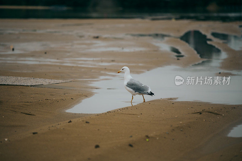 海滩上的海鸥