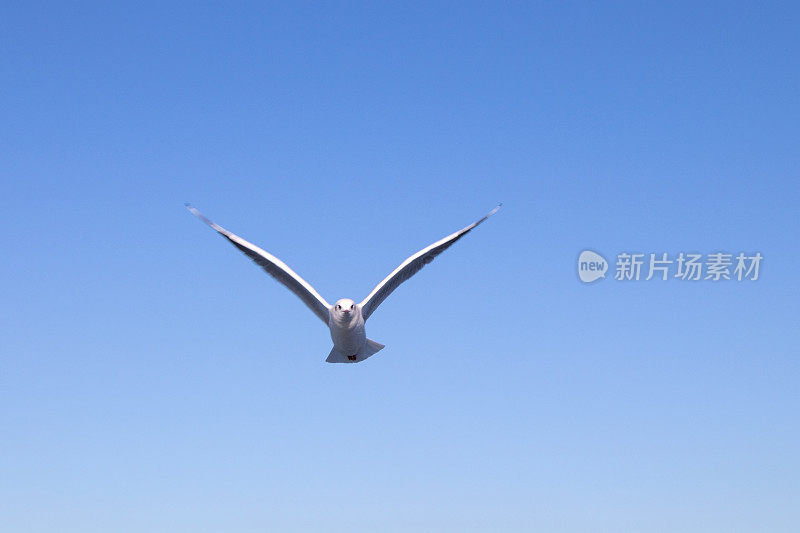 海鸥在湛蓝的天空中飞翔