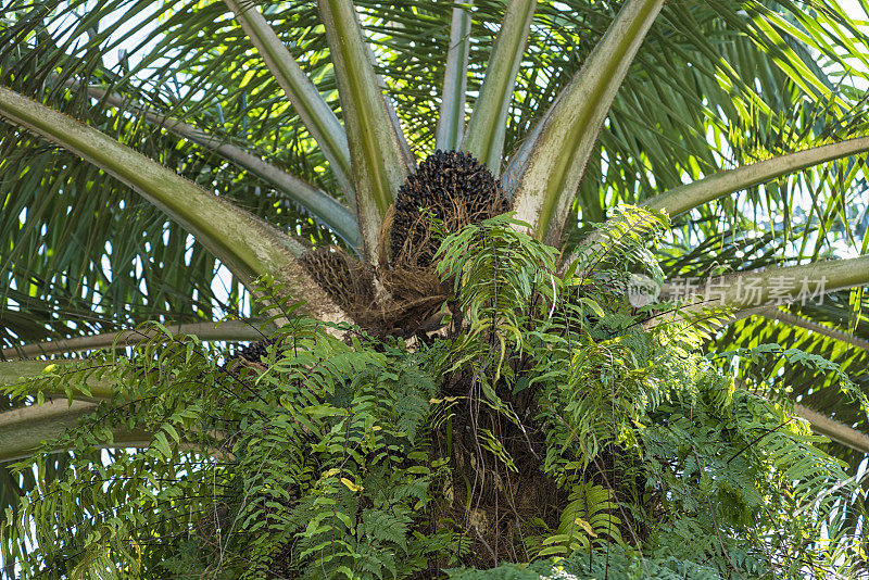 婆罗洲阳光明媚的棕榈油种植园
