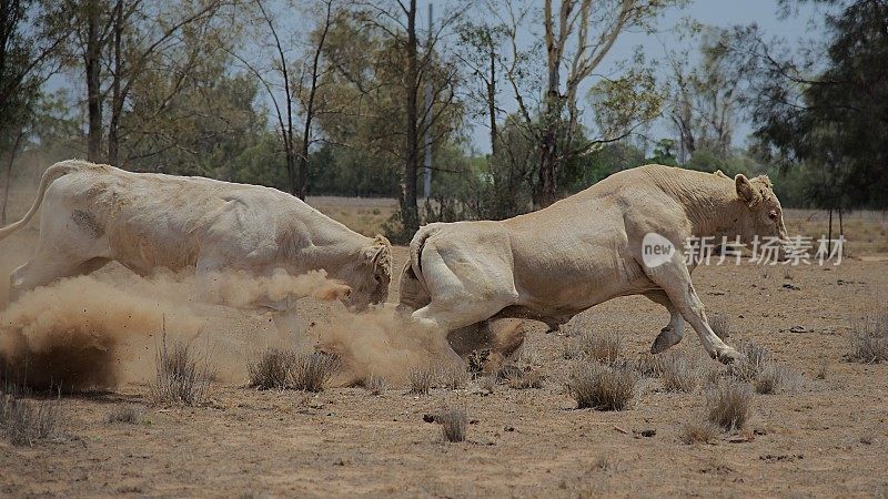 两头公牛在尘土中搏斗
