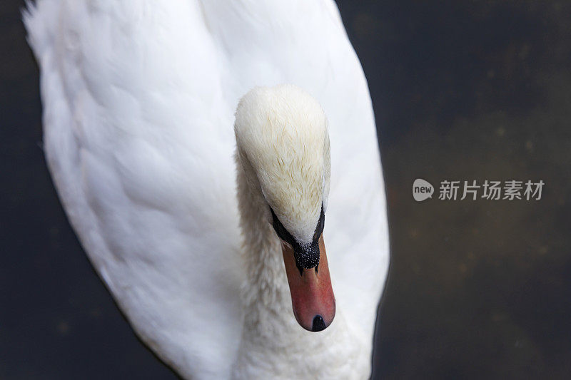 一只白天鹅的特写