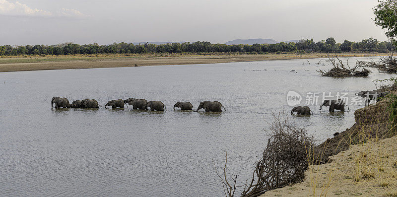 赞比亚的大象穿过卢安瓜河