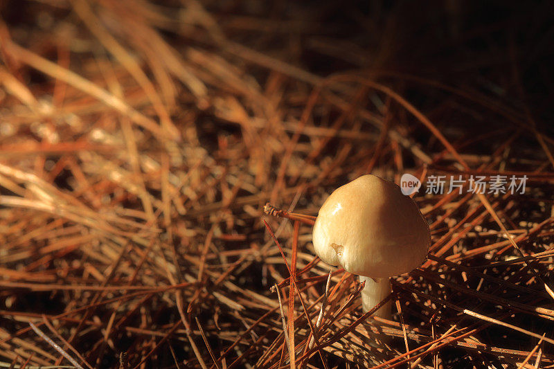 蘑菇蘑菇真菌松针
