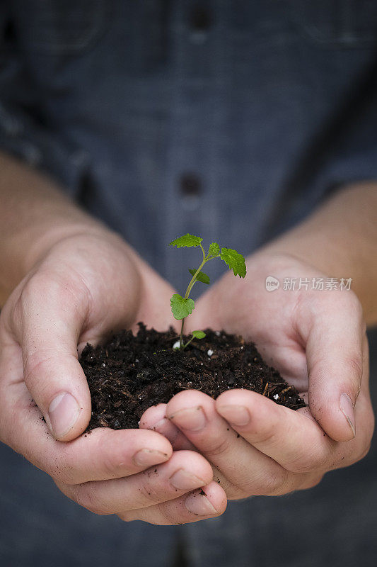 园丁手里拿着一棵柠檬香树苗