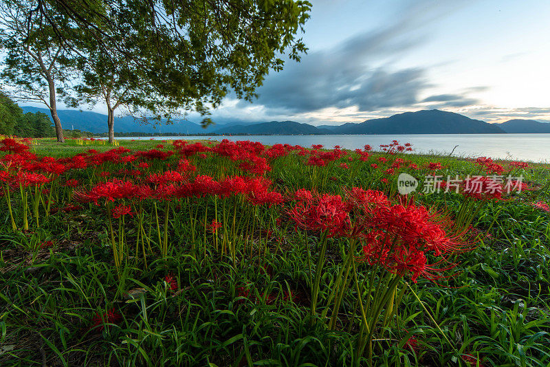 一簇簇的孤挺花绽放在碧瓦湖的晨光和湖滨