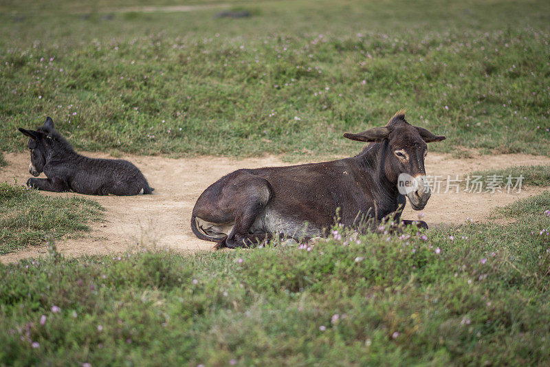 在一个阳光明媚的日子里，驴妈妈和驴宝宝在土里休息