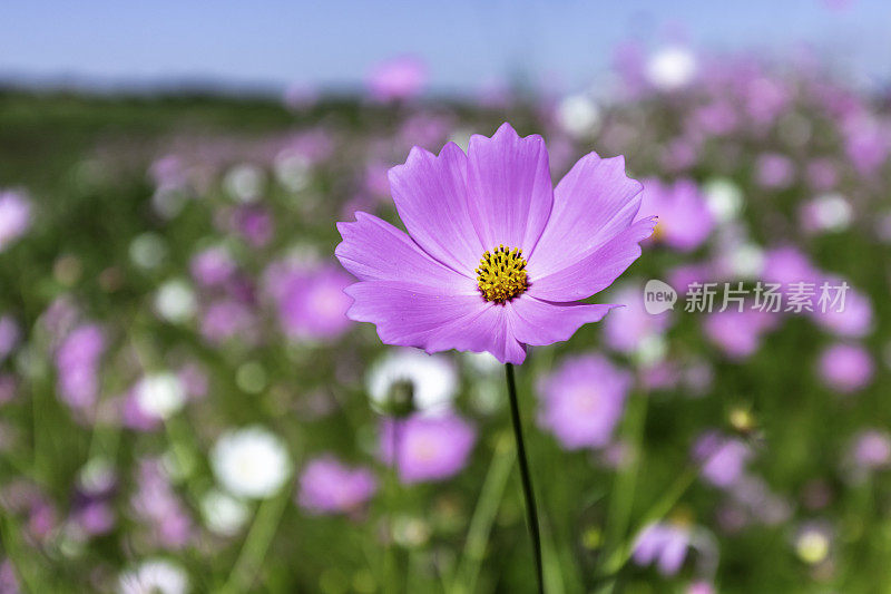 宇宙花在路边绽放