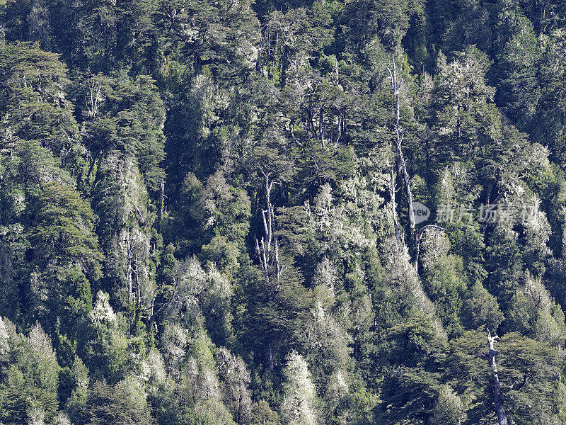 这是智利南部瓦尔迪维亚森林的景观