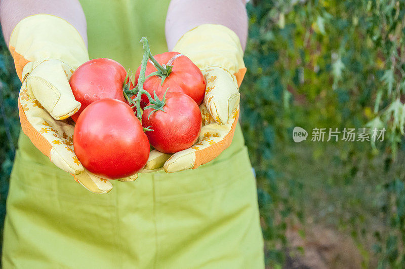 为了粮食安全，妇女在后院的花园里种植了成熟的红番茄