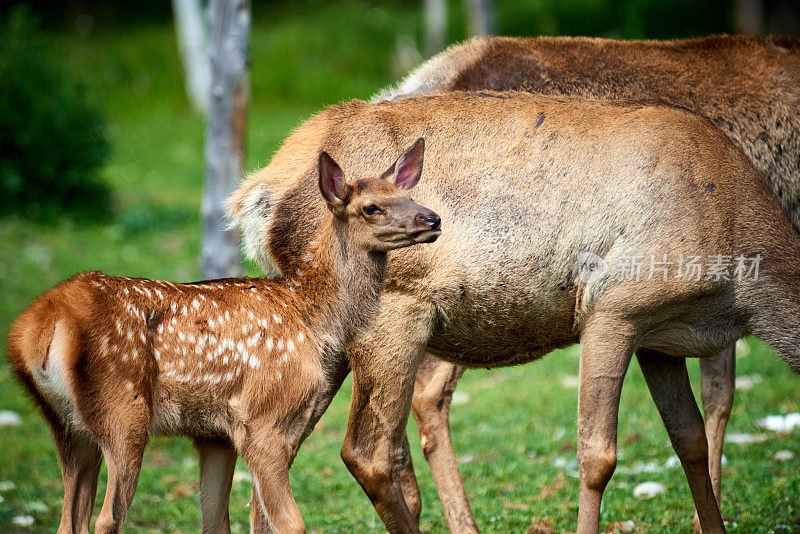 小鹿和一只母鹿站在一起。Katon-Karagay国家公园。哈萨克斯坦。