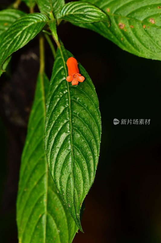 野咖啡植物，有毛的叶子上开橙花