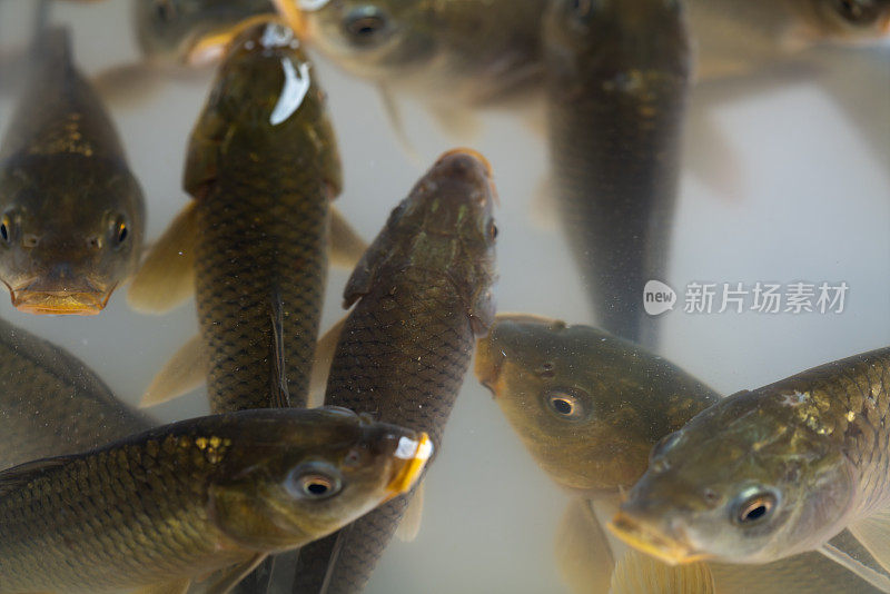 鲤鱼在水中呼吸空气