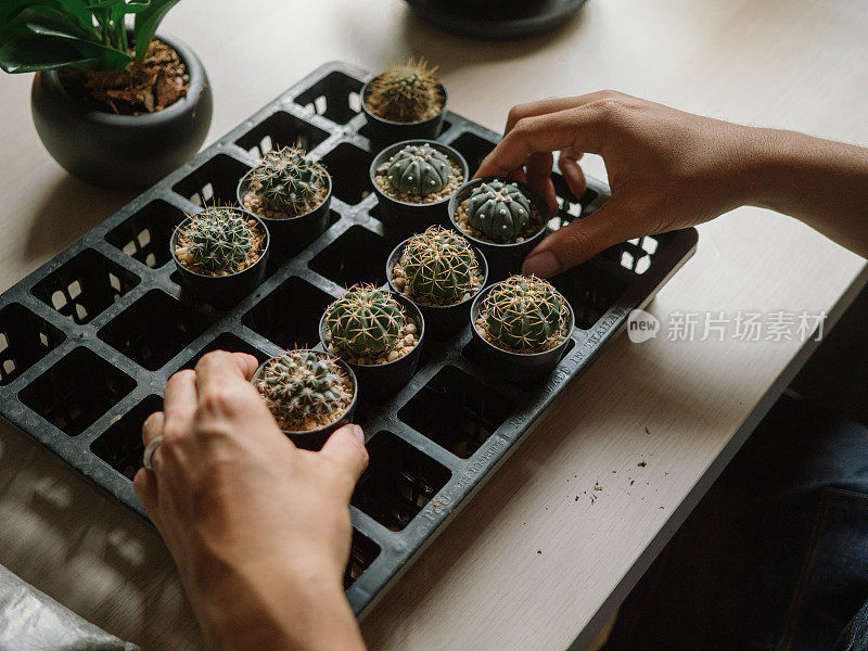 时髦的亚洲男人在家给室内植物浇水