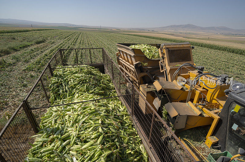 在玉米地里收割玉米