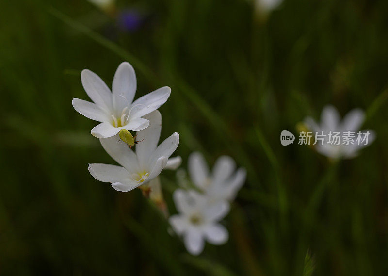 西开普省的野花在春天开放