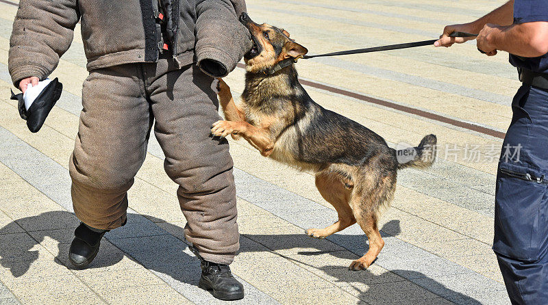 训练中的警犬