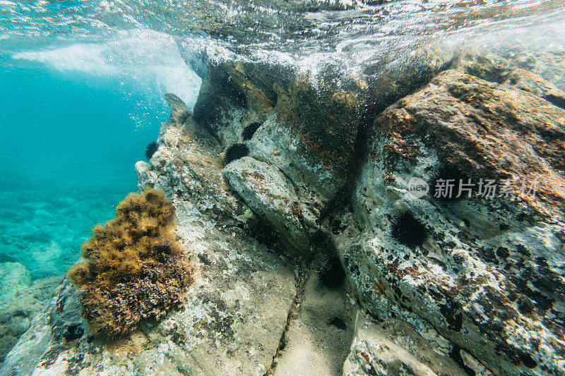 海洋生物