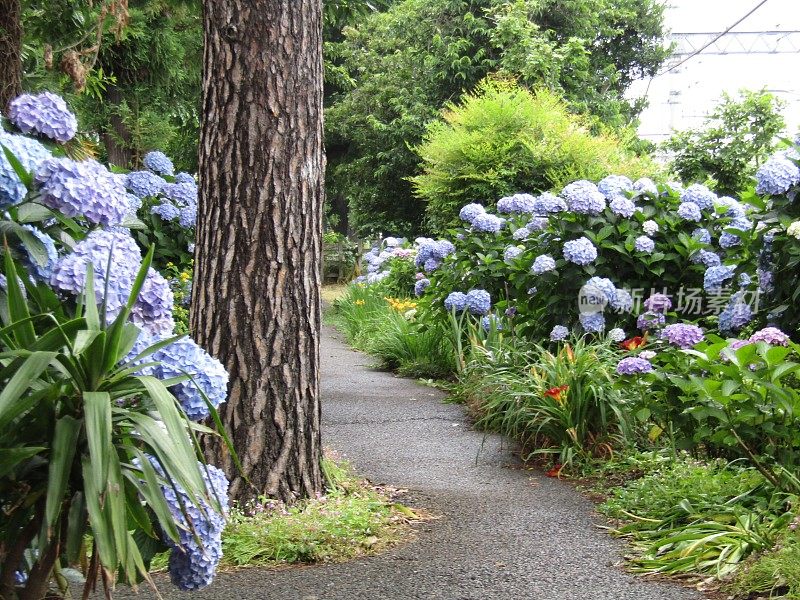 日本。6月。下雨天用八仙或绣球花公园。