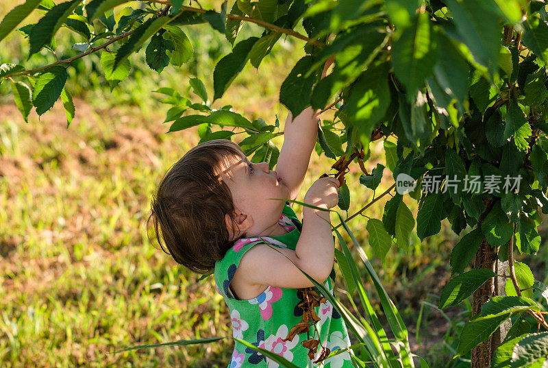 孩子在果园里摘樱桃