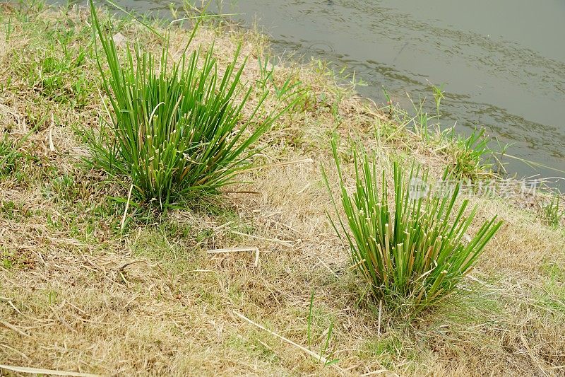 香根草的自然概念背景