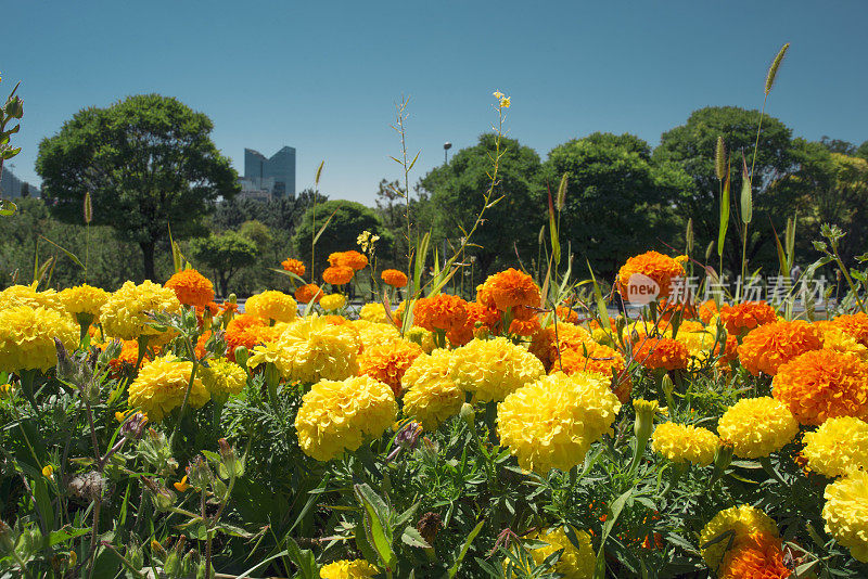 橙色和黄色的万寿菊花在公共公园