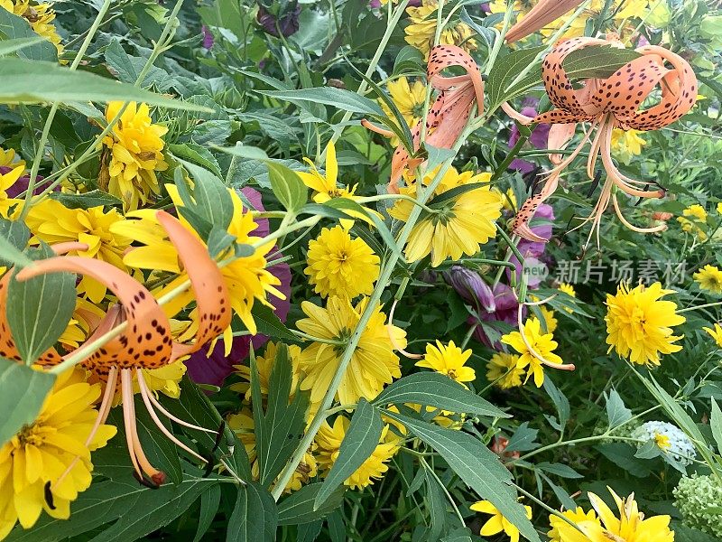 花园中纠结的多年生花