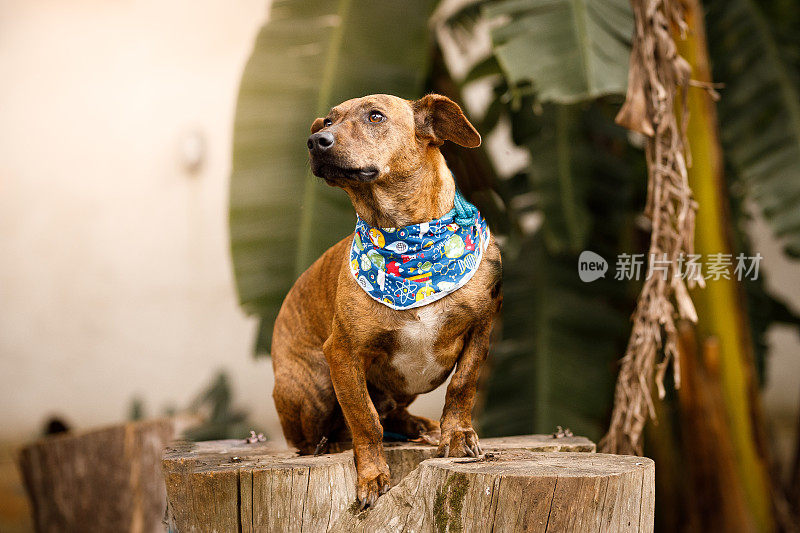 斑纹毛毛犬站在树桩前