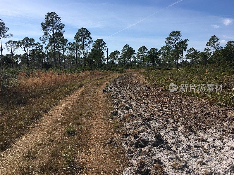 松林中的土路，路旁有犁过的防火带